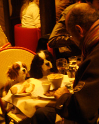 Dogs Dining