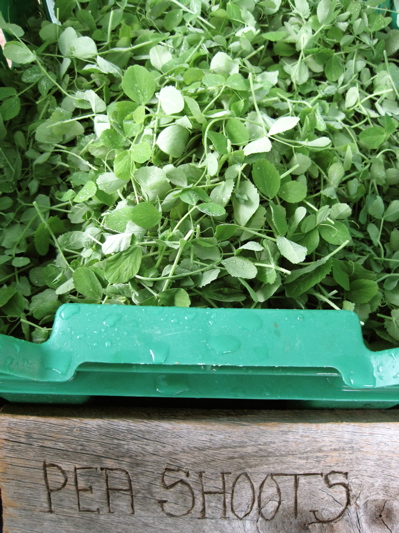 lpfarmers'market Pea Shoots at the Lake Placid Farmers' Market