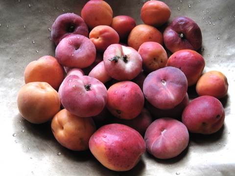 pecheabricot peaches and apricots, Hudson Valley