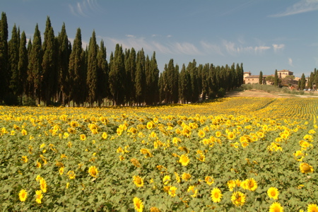 Tuscanysunflowers:CW Tuscany in bloom