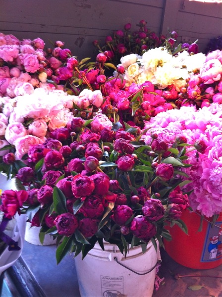 peonies1