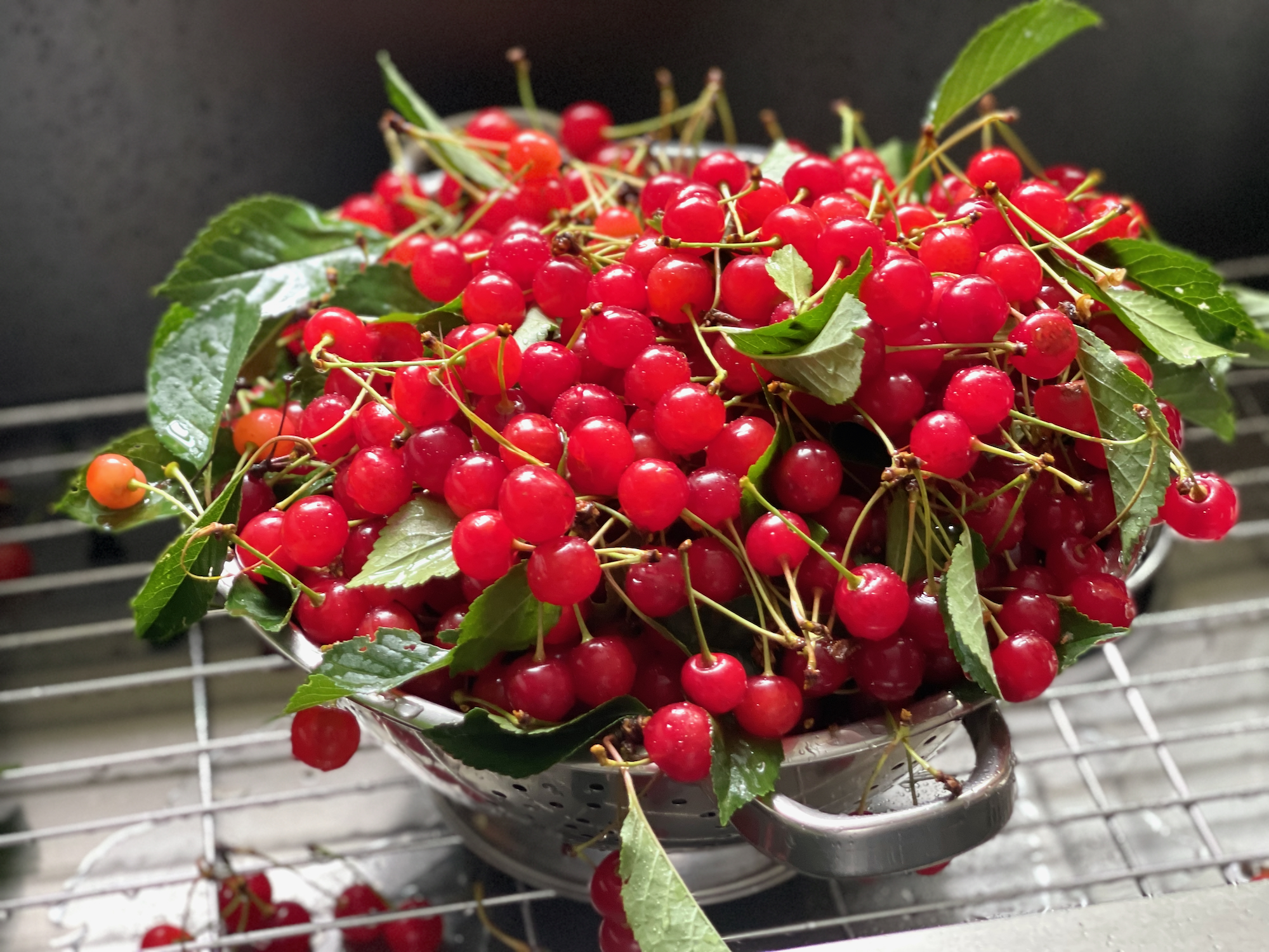 Featured image for “Sour Cherry Compote”